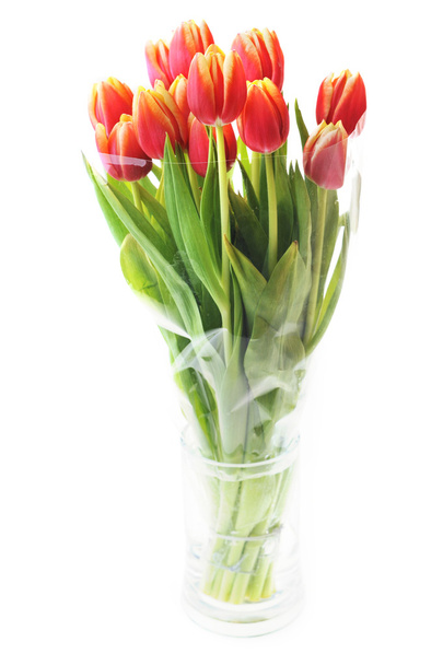 Tulips in glass vase - 写真・画像
