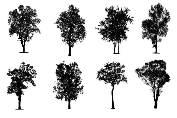  Bäume in Silhouetten. viele weitere Bäume mit Blättern schaffen.  - Foto, Bild
