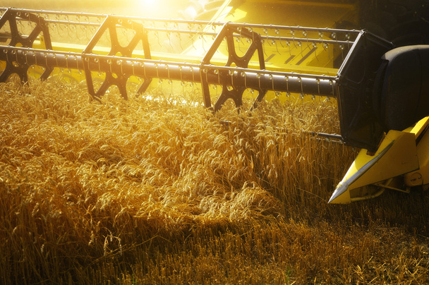Комбайнер собирает пшеницу
 - Фото, изображение