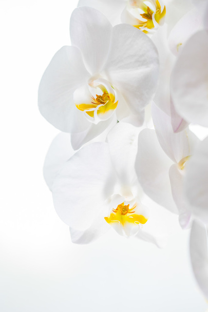 Orchidées blanches
 - Photo, image