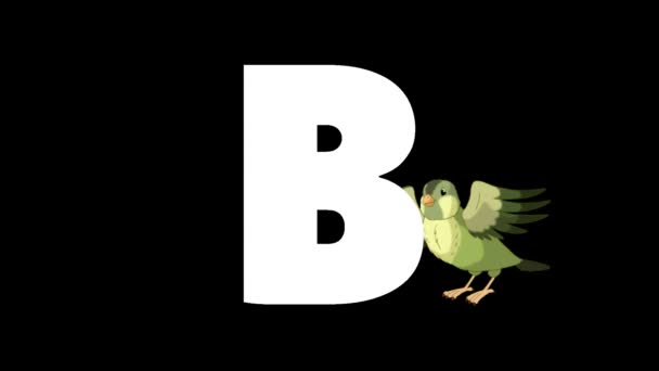 Alfabeto inglês zoológico animado. Gráfico de movimento alfa-mate. Pássaro dos desenhos animados em um fundo de uma letra B
 - Filmagem, Vídeo