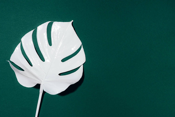 White painted monstera tropical leaf on green background. Summer minimal concept. - Фото, изображение