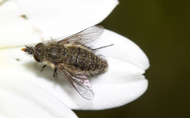 μέλισσα μύγα - Φωτογραφία, εικόνα
