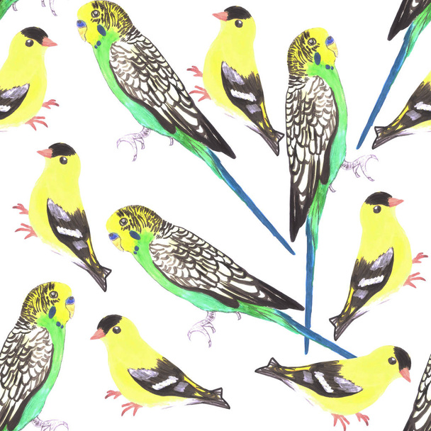 Буки та американські goldfinches безшовні акварельні фону в яскравих колірних схем - Фото, зображення