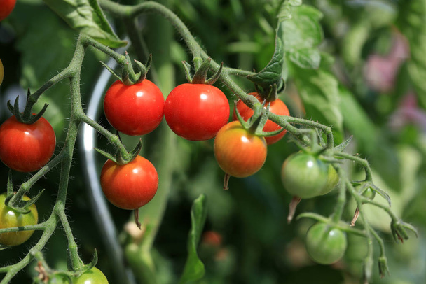 Tomates Cherry en la madurez en el huerto
 - Foto, Imagen