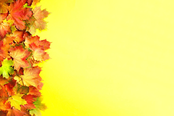 Golden autumn concept. Sunny day, warm weather. Red, orange and green maple leaves on yellow background. Top view. Banner - Zdjęcie, obraz