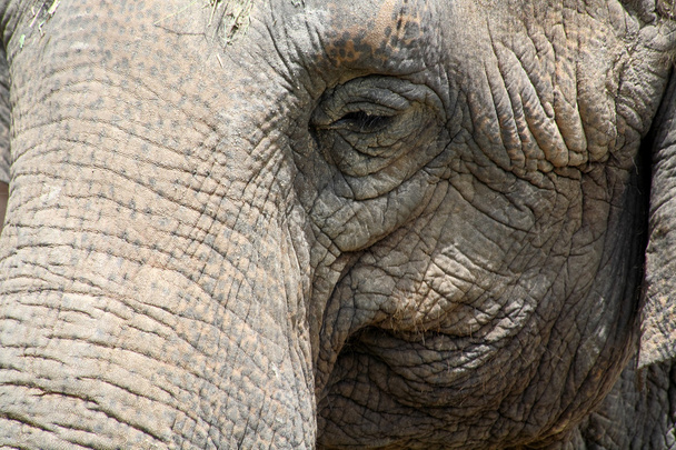 Closeup of an elephant - 写真・画像
