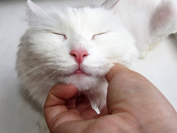 Photo of the face of a white cat - Foto, imagen