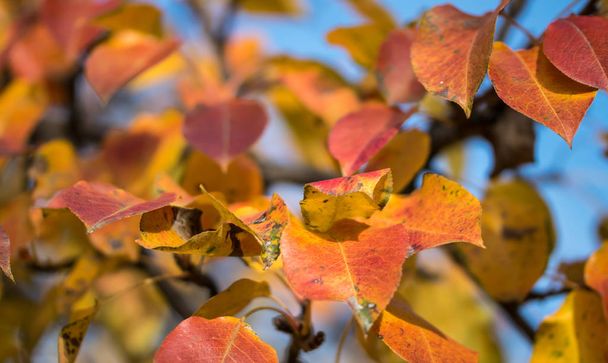 Podzim v sadu. Listy hrušní červeného podzimu - Fotografie, Obrázek