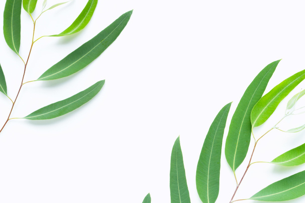 Zelené eukalyptové větve na bílém pozadí - Fotografie, Obrázek