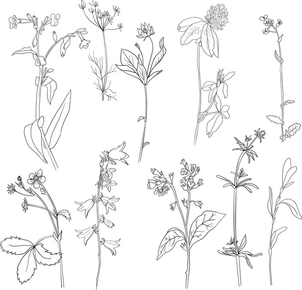 Set of line drawing herbs - Vektör, Görsel