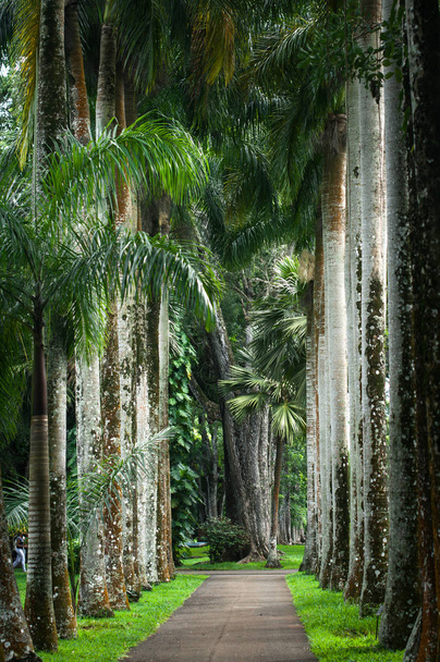 Aleja Palmowa w ogrodzie botanicznym Sir Seewoosagur Ramgoolam, Mauritius - Zdjęcie, obraz