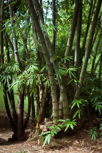 Riesenbambus im botanischen Garten von Pamplemousses, mauritius - Foto, Bild