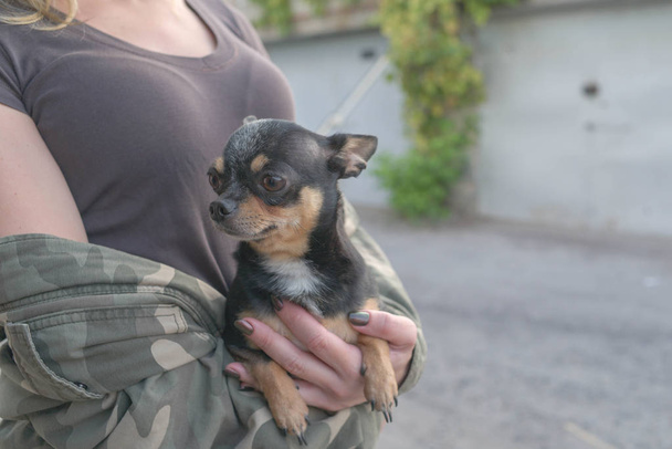 kis kutya Chihuahua a lány kezében. Chihuahua kutya a karját a kedvese a háttérben a katonai zakó - Fotó, kép