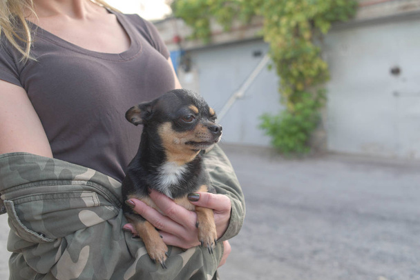 kleiner Hund Chihuahua in den Händen des Mädchens. Chihuahua-Hund in den Armen seiner Herrin auf dem Hintergrund von Militärjacken - Foto, Bild