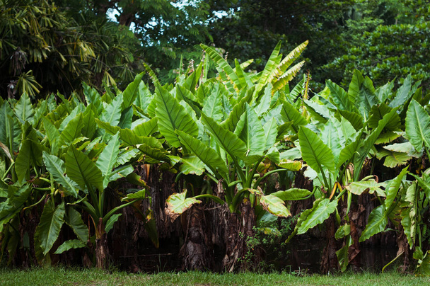 Banánový palmový strom v pamplemousové zahradě Mauricius - Fotografie, Obrázek