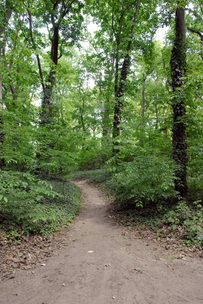 Forest path - Φωτογραφία, εικόνα
