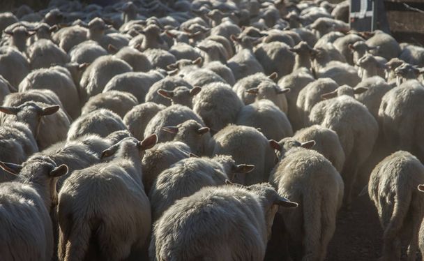 flock of sheep walking on a dusty road - Foto, imagen