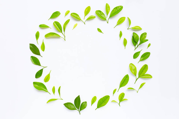 Marco hecho de hojas de cítricos verdes sobre blanco
 - Foto, imagen