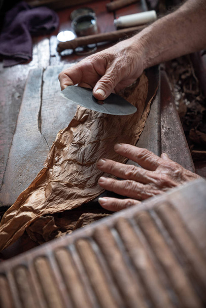 Cigar rolling or making by torcedor in cuba - Фото, зображення