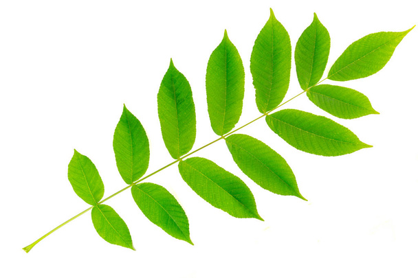 Wallnut manchurian leaf  isolated on white background. Herbarium - Photo, Image