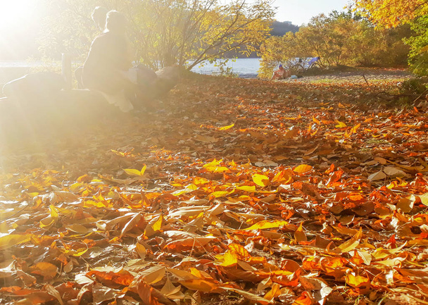 Feuilles d'automne sur le soleil. Automne arrière-plan flou. Image de personnes sur fond de feuilles d'automne
.  - Photo, image