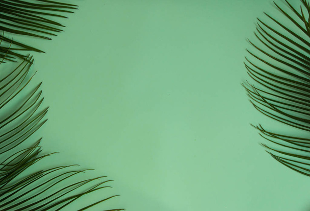hojas de palma sobre un fondo verde
 - Foto, imagen