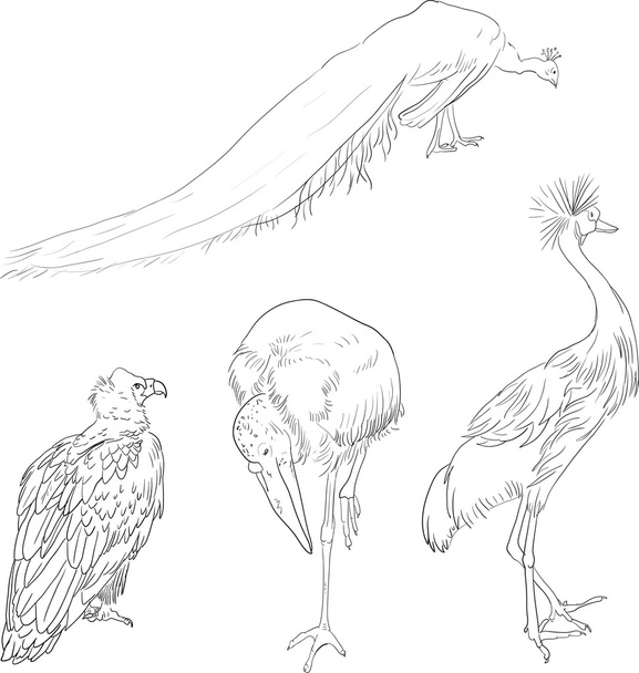 Linear drawing birds - ベクター画像