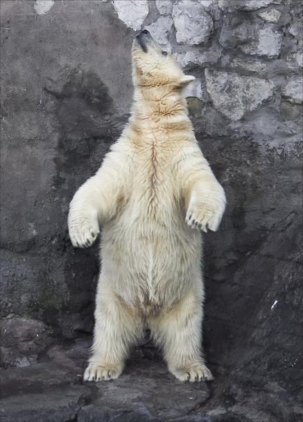 Polar bear - Фото, изображение