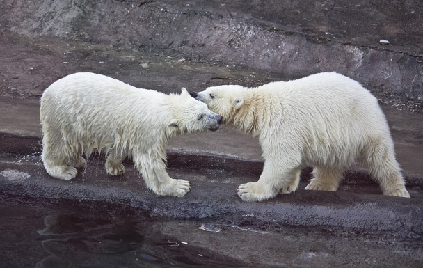 Polar bears - Фото, изображение