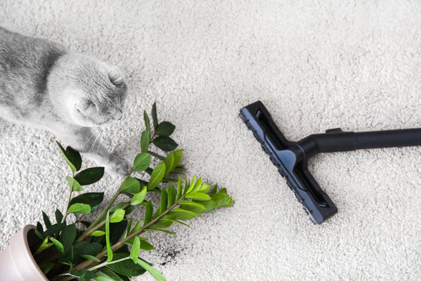 Besitzerin putzt Teppich nach ungezogener Katze - Foto, Bild