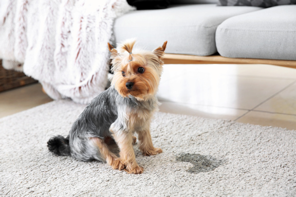 Cão bonito perto de ponto molhado no tapete
 - Foto, Imagem