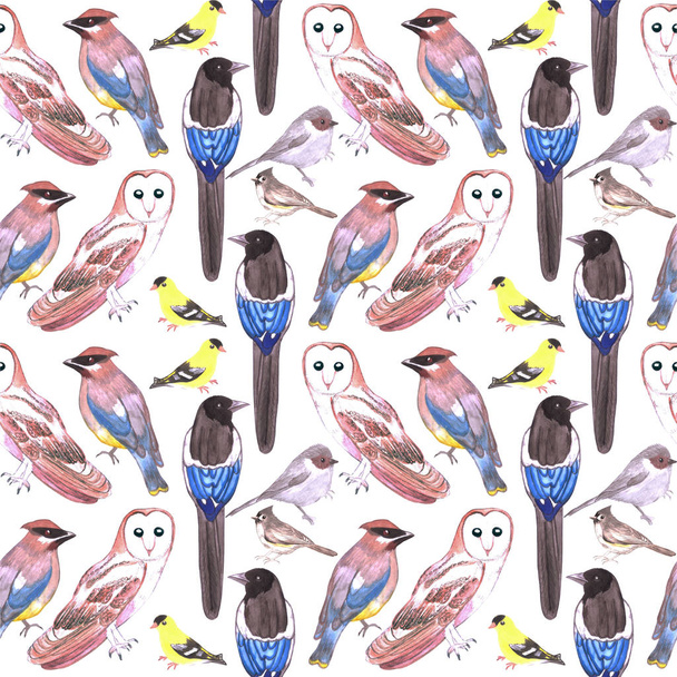 Vadon élő madarak akvarell varrat nélküli háttér-Amerika Madaraka - Fotó, kép