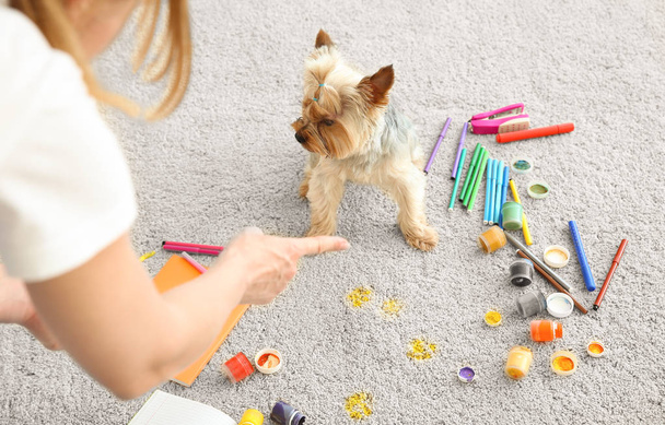所有者は、塗料でめちゃくちゃカーペットのためにいたずらな犬を叱る - 写真・画像