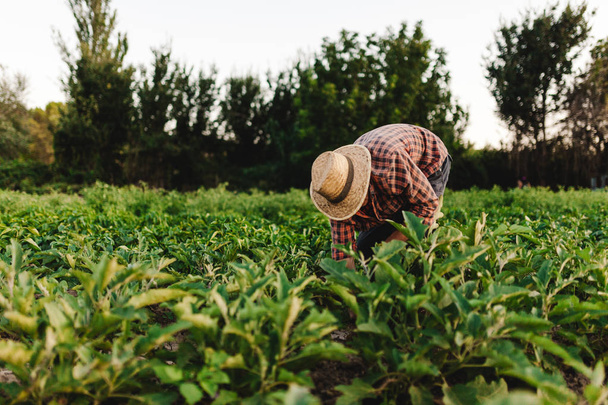 Jovem agricultor com chapéu trabalhando em seu campo
 - Foto, Imagem