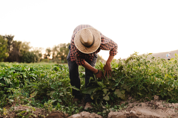 Молодой фермер в шляпе работает в поле.
 - Фото, изображение