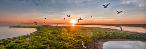 Meeuwen tijdens de vlucht bij zonsondergang over een eiland in Rusland - Foto, afbeelding