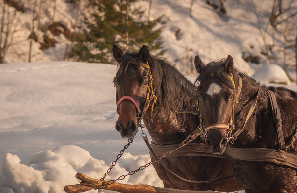 Helpers de winter bergen - Foto, afbeelding