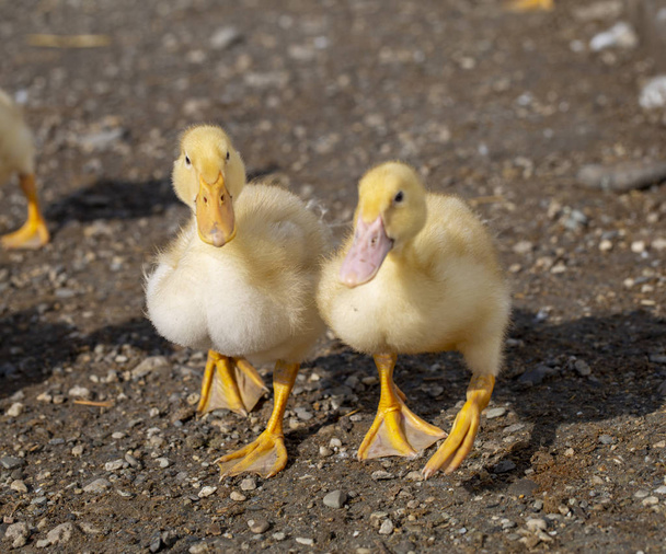 ducklings grown on a duck farm bathe and eat food - Photo, Image