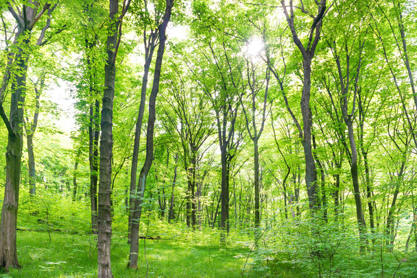 зеленый лес с деревьями - Фото, изображение