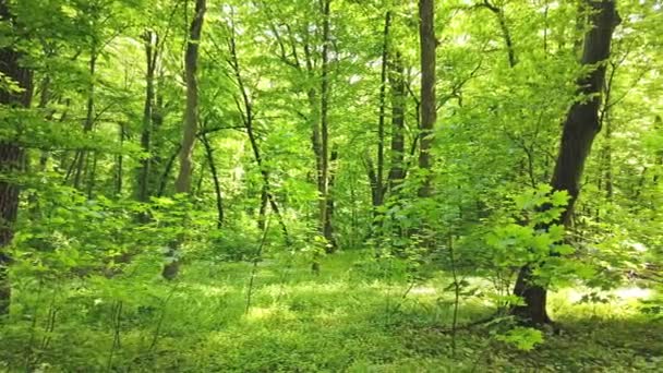 4K κλιπ από πράσινο δάσος με δέντρα και φως ήλιου περνά μέσα από τα φύλλα - Πλάνα, βίντεο