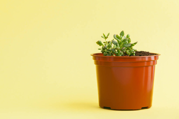 succulent plant on a yellow background. - Photo, image