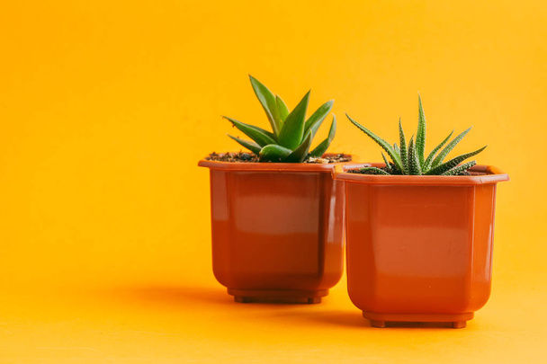 succulent plant on a yellow background. - 写真・画像