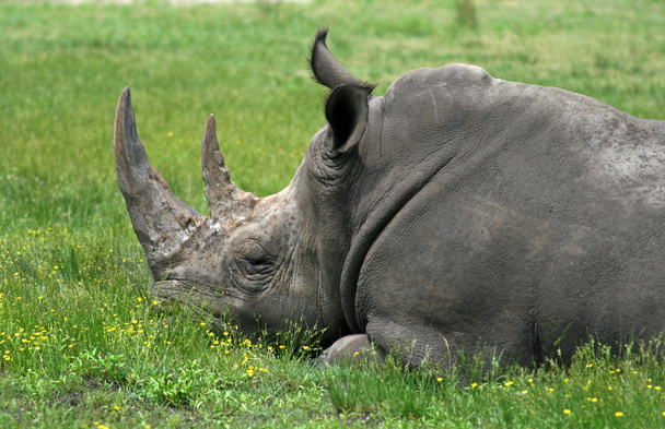 a rhino - Фото, изображение