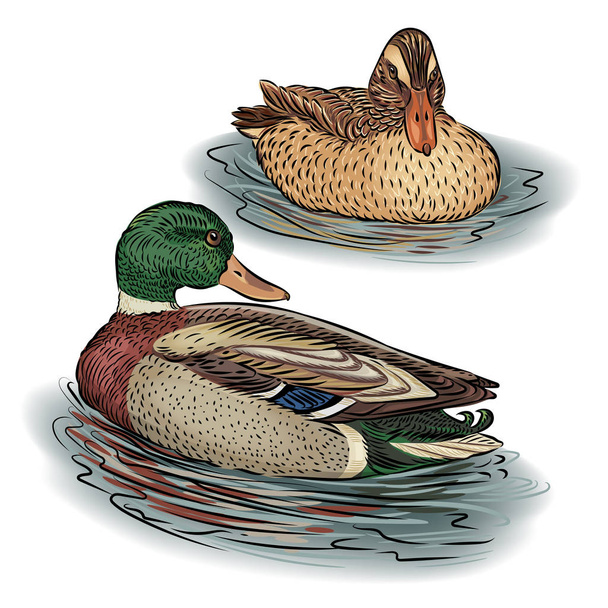 Duck male and female swim in the pond in the water Yu Birds, mallards, farm animals. Vector illustration. - Vector, Image