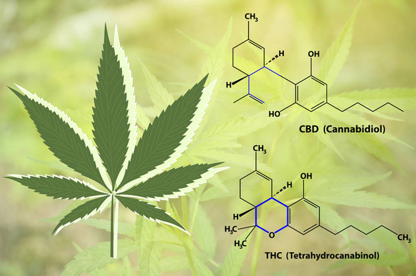 Tıbbi marihuana ve aktif maddelerin kimyasal yapısı. - Fotoğraf, Görsel