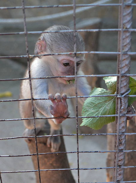 Grüner Affe im Käfig mit grünem  - Foto, Bild