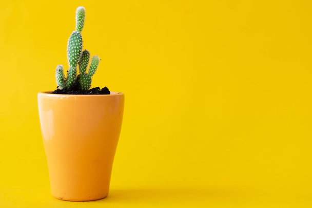 Горшечное домашнее растение на желтом ярком фоне
 - Фото, изображение