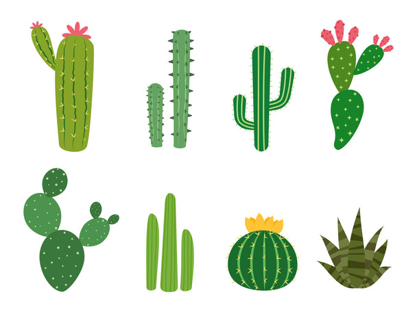 Conjunto vectorial colecciones de cactus aislado sobre fondo blanco
 - Vector, Imagen