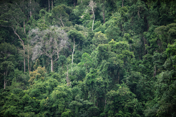 The trees in tropical rain forest of Hala Bala wildlife sanctuar - Photo, Image